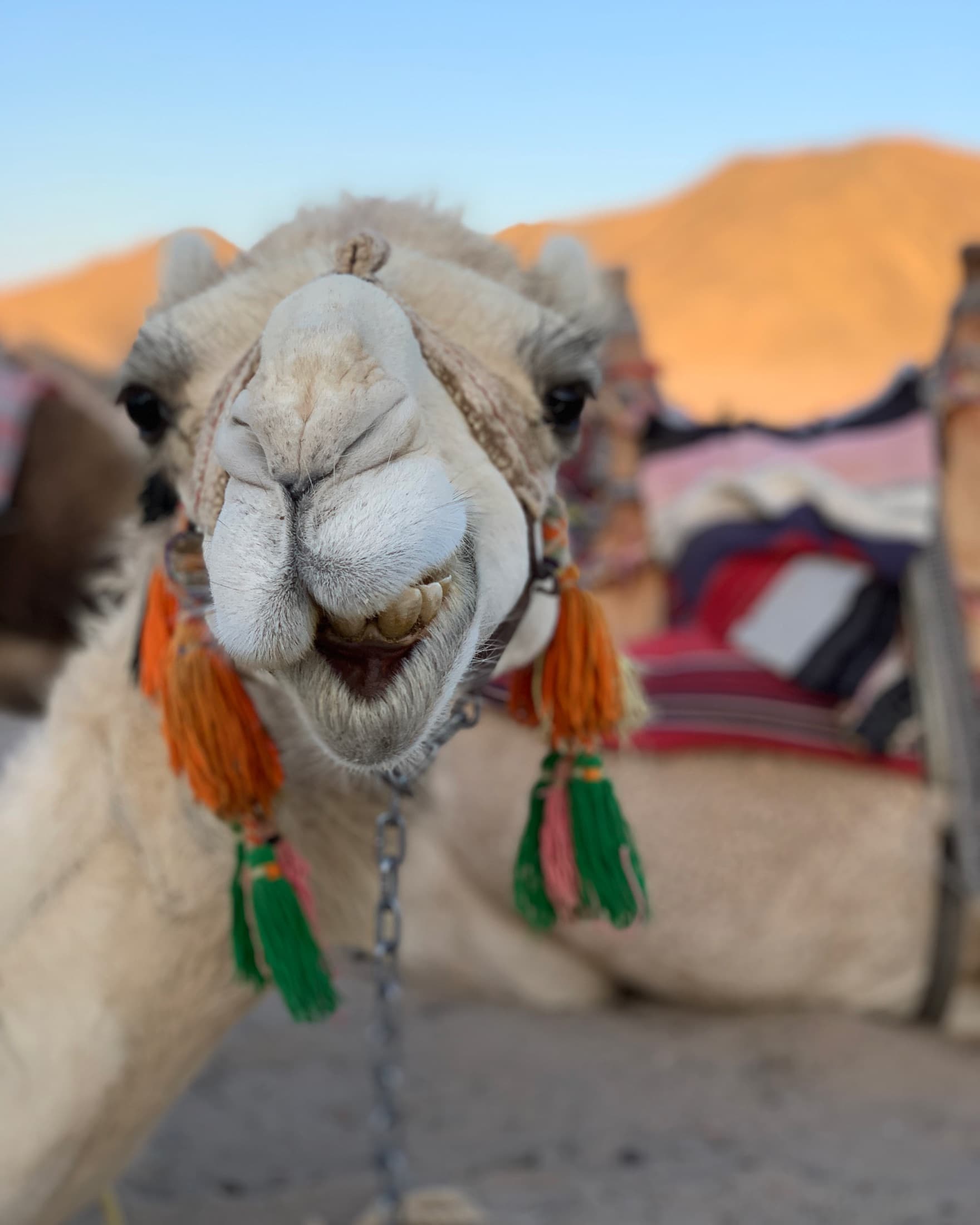 Desert Safari Adventure
